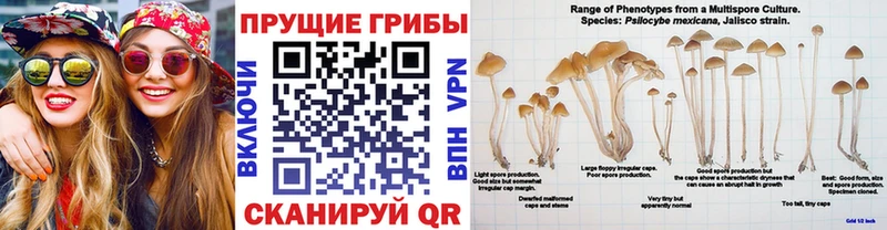 Купить  Мантурово  Псилоцибиновые грибы Psilocybe 